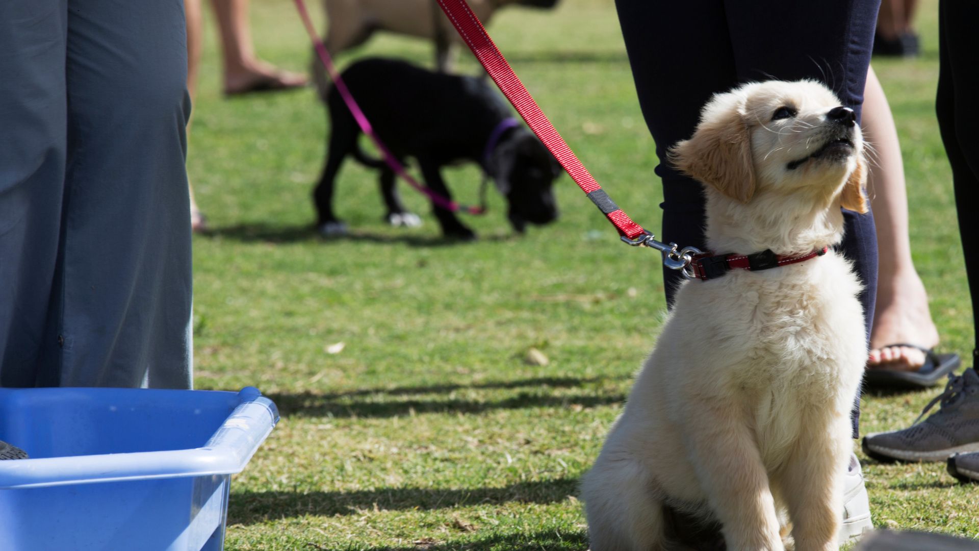 Cute puppy on leash in park with another dog in background