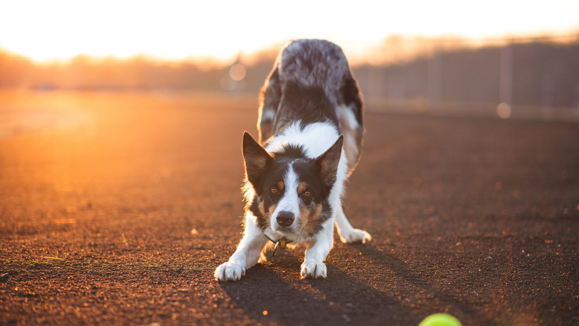 Border collie in play stance with tennis ball at sunset