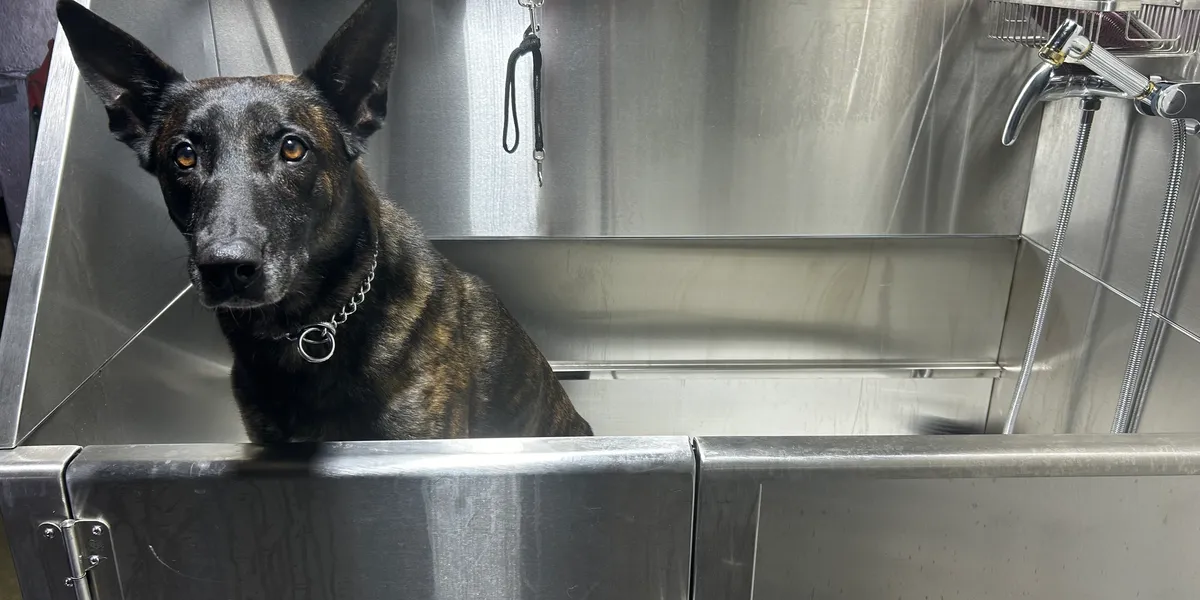 Dark-colored dog sitting in stainless steel veterinary examination tub