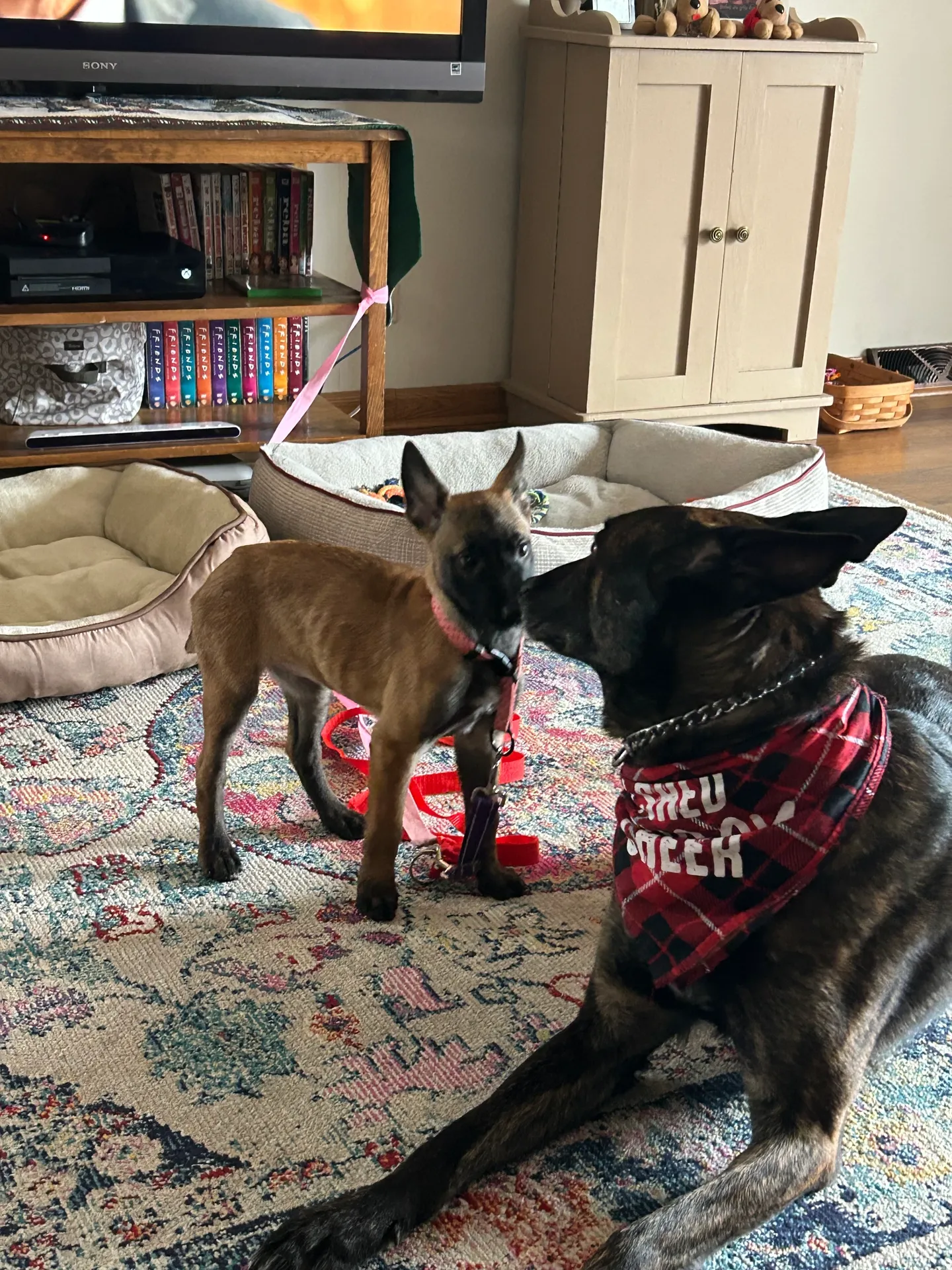Two dogs with toys on colorful rug near bookshelf and TV stand