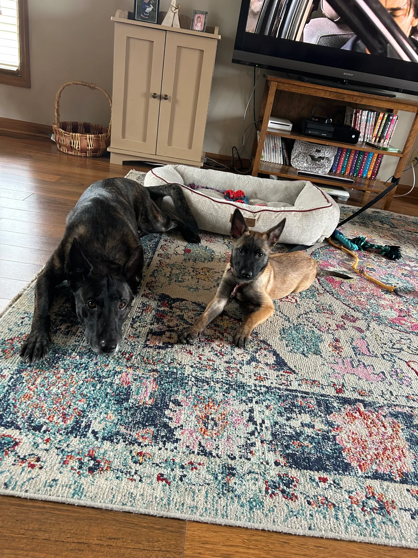 Two dogs resting on a colorful rug in a cozy living room