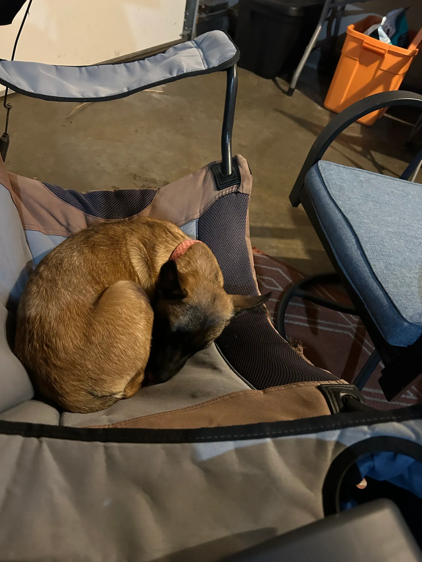 Curled up brown dog sleeping peacefully in a folding camping chair