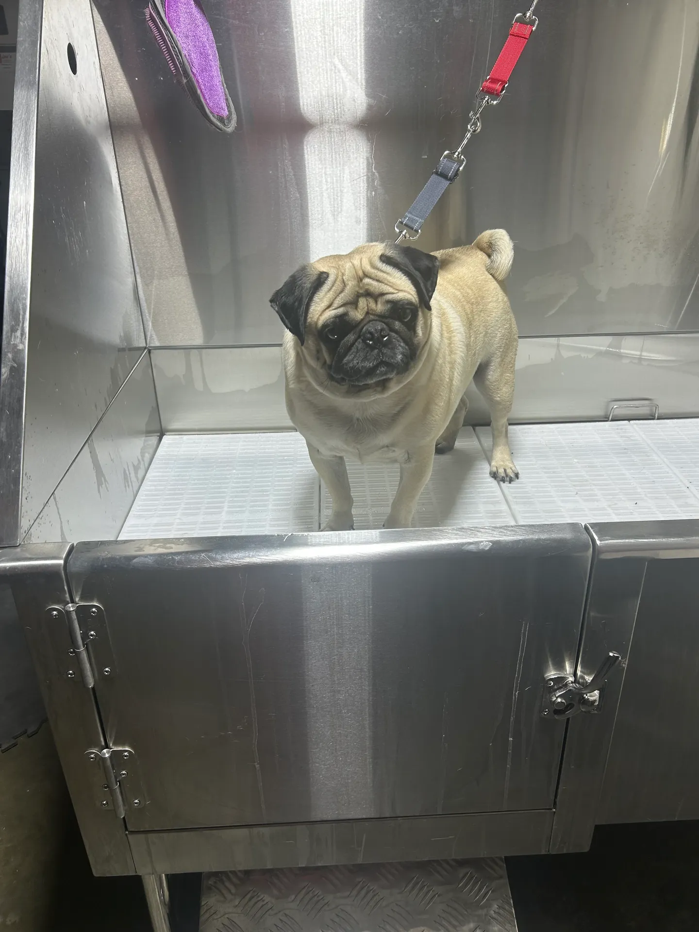Sad pug dog on leash inside a metal grooming station