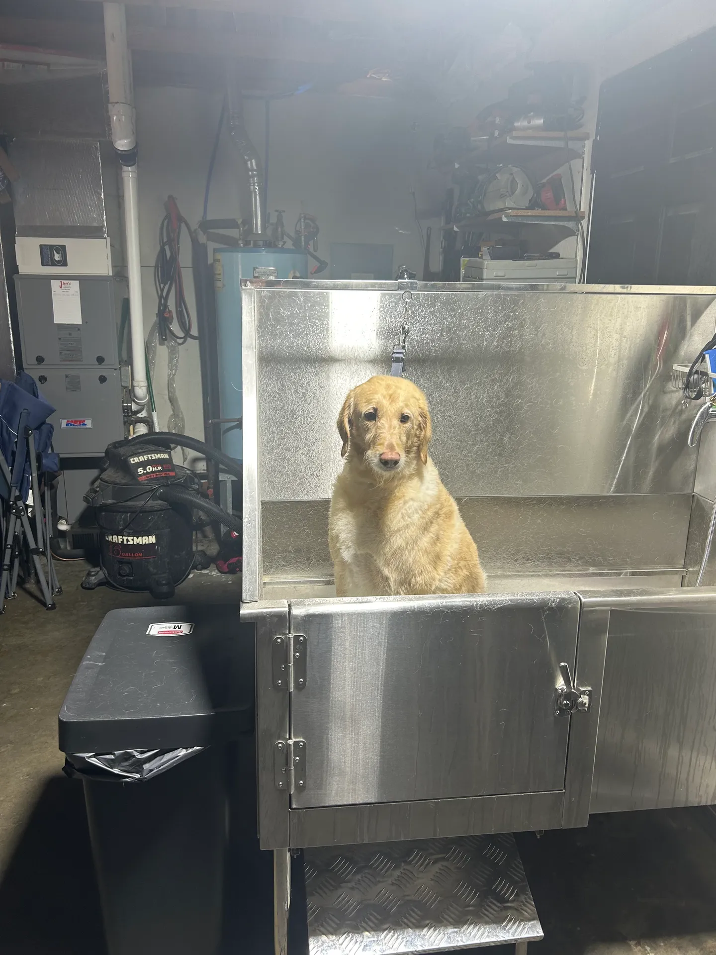 Golden retriever sitting in metal grooming station inside workshop